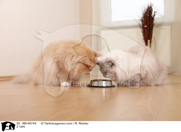 2 cats / RR-46744