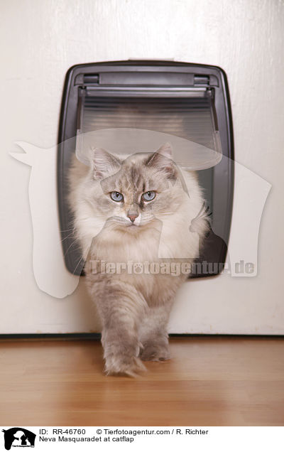 Neva Masquaradet at catflap / RR-46760