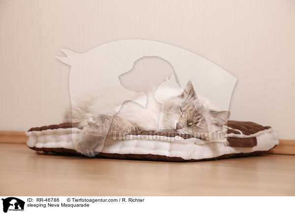 schlafende Neva Masquarade / sleeping Neva Masquarade / RR-46786