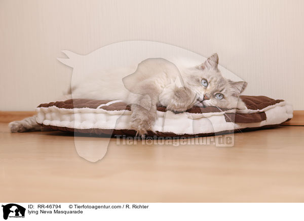 liegende Neva Masquarade / lying Neva Masquarade / RR-46794