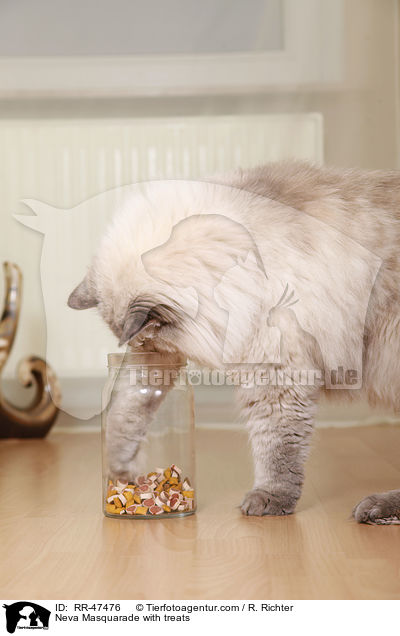 Neva Masquarade with treats / RR-47476