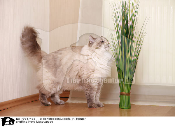 schnuppernde Neva Masquarade / snuffling Neva Masquarade / RR-47488