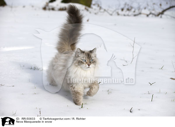 Neva Masquarade im Schnee / Neva Masquarade in snow / RR-50833
