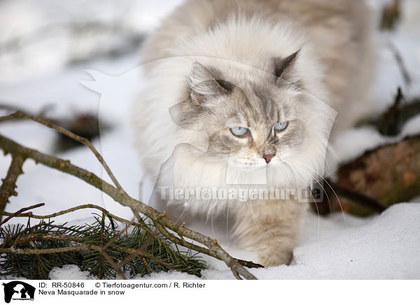 Neva Masquarade in snow / RR-50846