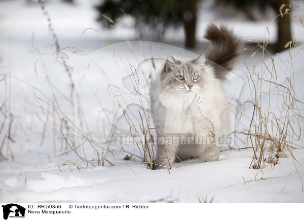 Neva Masquarade / RR-50856