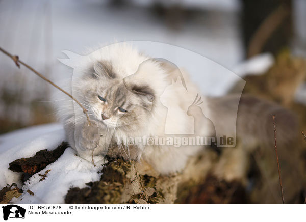 Neva Masquarade / RR-50878