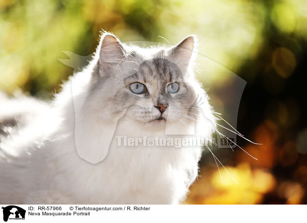 Neva Masquarade Portrait / RR-57966