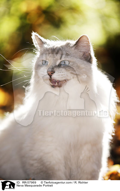 Neva Masquarade Portrait / RR-57969