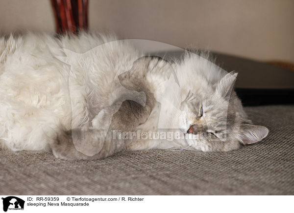 sleeping Neva Masquarade / RR-59359