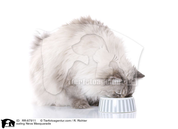 fressende Neva Masquarade / eating Neva Masquarade / RR-87911