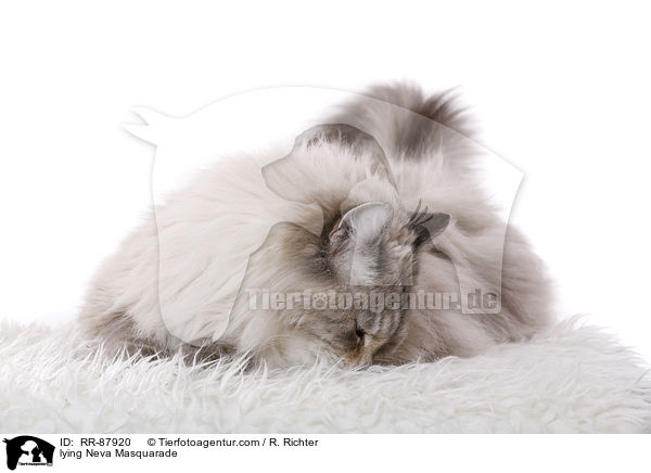 lying Neva Masquarade / RR-87920