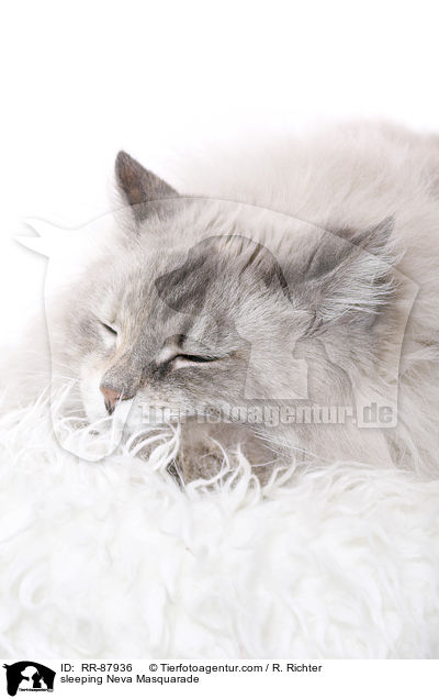 sleeping Neva Masquarade / RR-87936