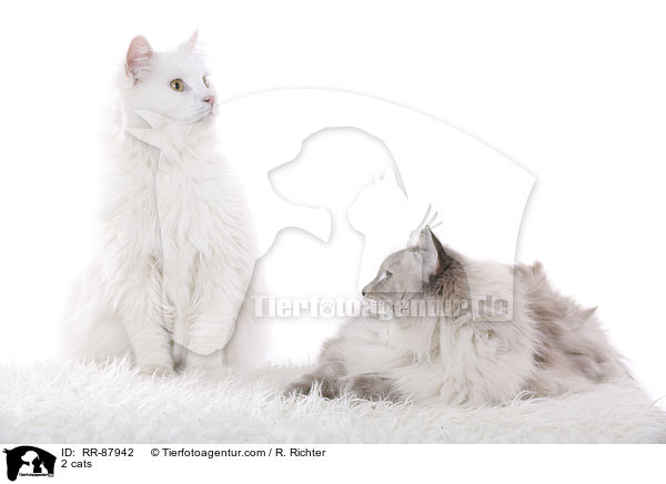 2 Katzen / 2 cats / RR-87942