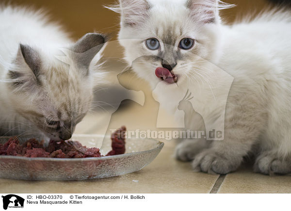 Neva Masquarade Kitten / HBO-03370