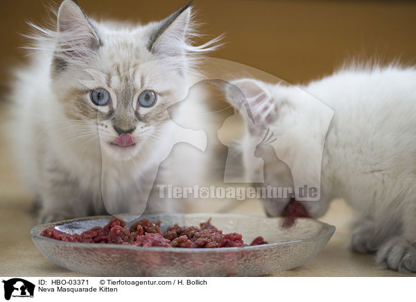Neva Masquarade Kitten / HBO-03371