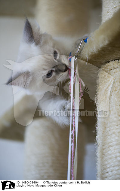 spielendes Neva Masquarade Ktzchen / playing Neva Masquarade Kitten / HBO-03404