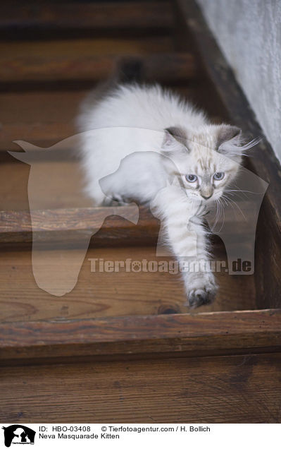 Neva Masquarade Ktzchen / Neva Masquarade Kitten / HBO-03408
