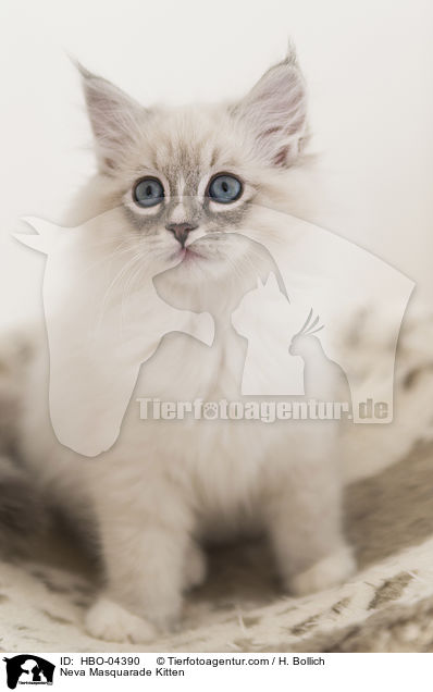 Neva Masquarade Kitten / HBO-04390