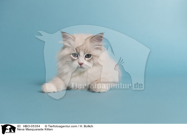 Neva Masquarade Kitten / HBO-05354