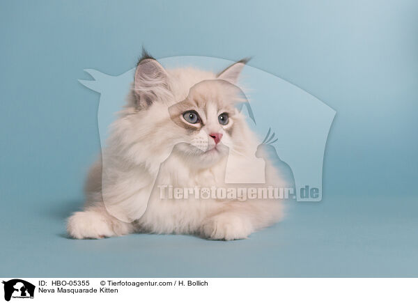 Neva Masquarade Kitten / HBO-05355