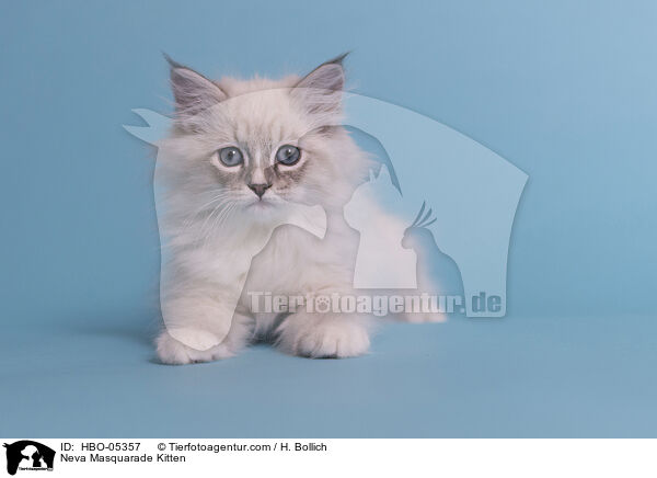 Neva Masquarade Kitten / HBO-05357