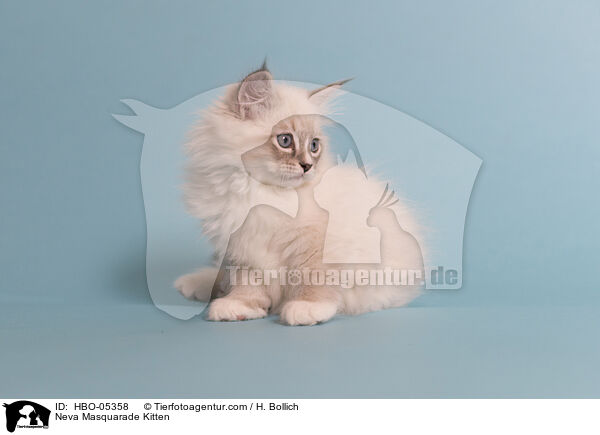 Neva Masquarade Kitten / HBO-05358
