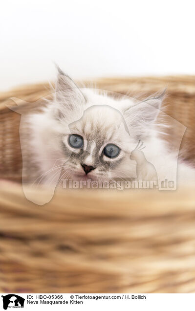 Neva Masquarade Kitten / HBO-05366