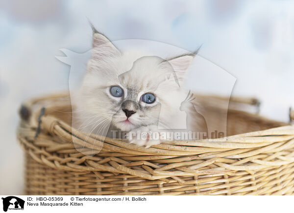 Neva Masquarade Kitten / HBO-05369