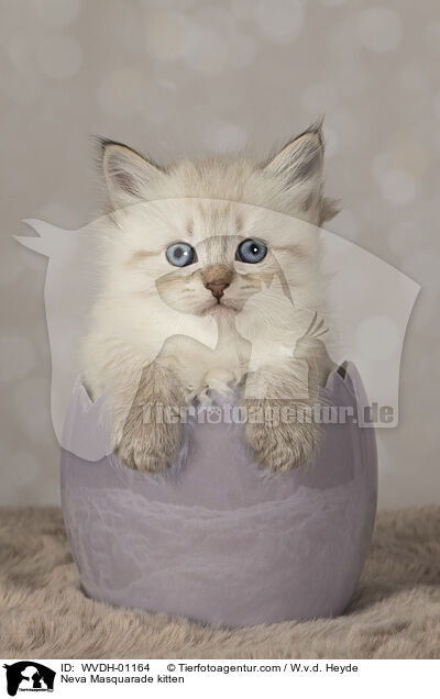 Neva Masquarade Ktzchen / Neva Masquarade kitten / WVDH-01164
