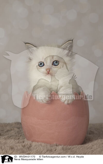 Neva Masquarade Ktzchen / Neva Masquarade kitten / WVDH-01170