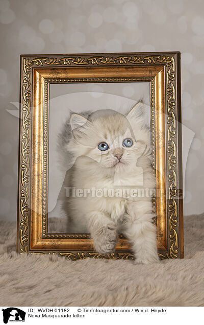 Neva Masquarade Ktzchen / Neva Masquarade kitten / WVDH-01182
