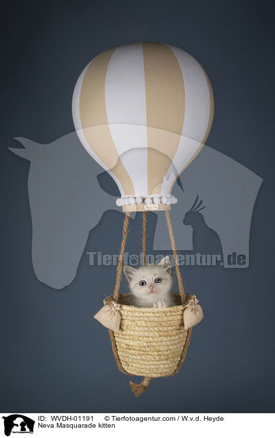 Neva Masquarade Ktzchen / Neva Masquarade kitten / WVDH-01191