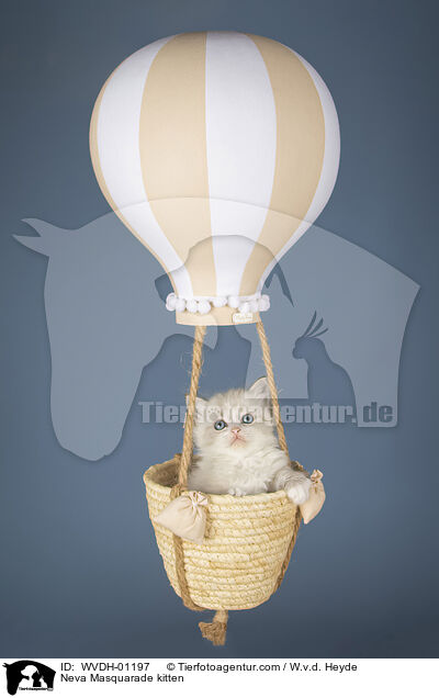 Neva Masquarade Ktzchen / Neva Masquarade kitten / WVDH-01197