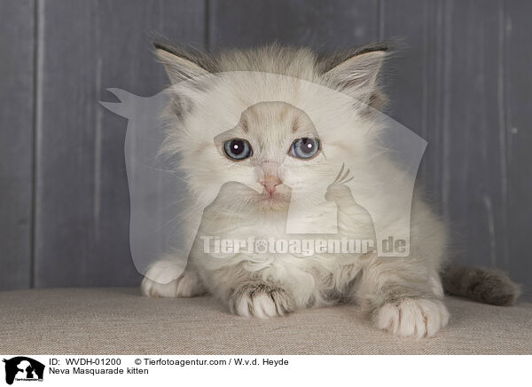 Neva Masquarade Ktzchen / Neva Masquarade kitten / WVDH-01200