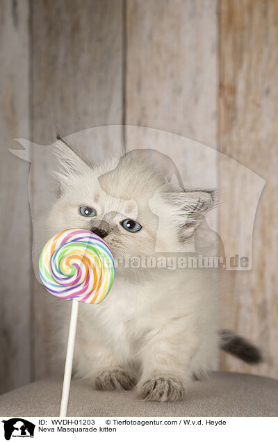 Neva Masquarade Ktzchen / Neva Masquarade kitten / WVDH-01203