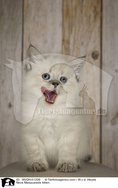 Neva Masquarade Ktzchen / Neva Masquarade kitten / WVDH-01206