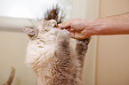 feeding a Neva Masquarade