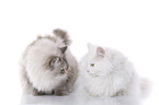 2 cats