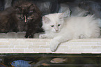 Neva Masquarade with Siberian Cat