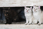 Neva Masquarade with Siberian Cat