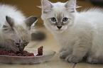 Neva Masquarade Kitten