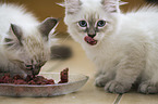 Neva Masquarade Kitten