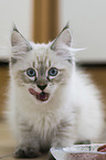 Neva Masquarade Kitten
