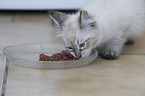Neva Masquarade Kitten