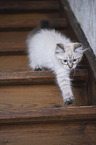 Neva Masquarade Kitten