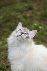 Neva Masquarade Portrait