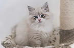 Neva Masquarade Kitten