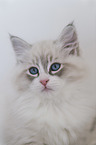 Neva Masquarade Kitten
