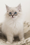 Neva Masquarade Kitten