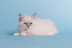 Neva Masquarade Kitten